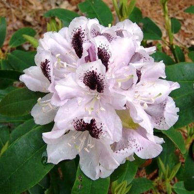 Рододендрон Кальсап Рододендрон Кальсап фото