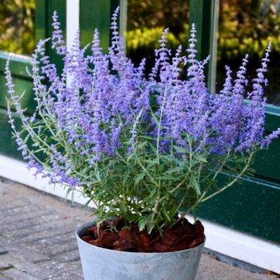 Перовския лебедолистная Лейси Блю - Dolina-Sad.Ru