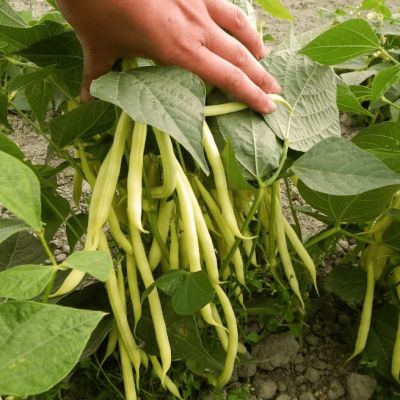 Фасоль овощная Злата (А) фото