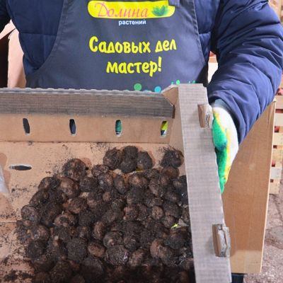 Бегония Каскад Пикоти Бегония Каскад Пикоти фото