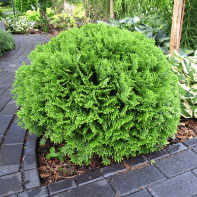 Туя западная Тини Тим Туя западная Тини Тим фото