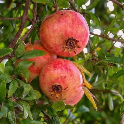 Гранат Восточный Гранат Восточный - Dolina-Sad.Ru