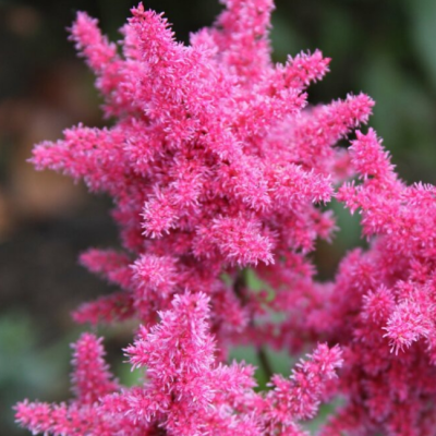 Астильба Ту Хэв энд ту Холд Астильба Ту Хэв энд ту Холд фото