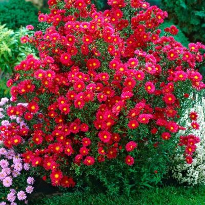 Астра новоанглийская Кримсон Брокад Астра новоанглийская Кримсон Брокад - Dolina-Sad.Ru