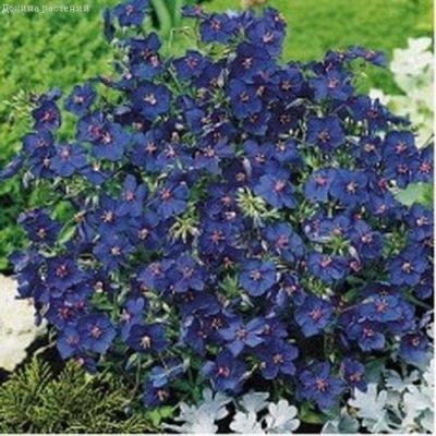 Анагалис Синеглазка Анагалис Синеглазка фото