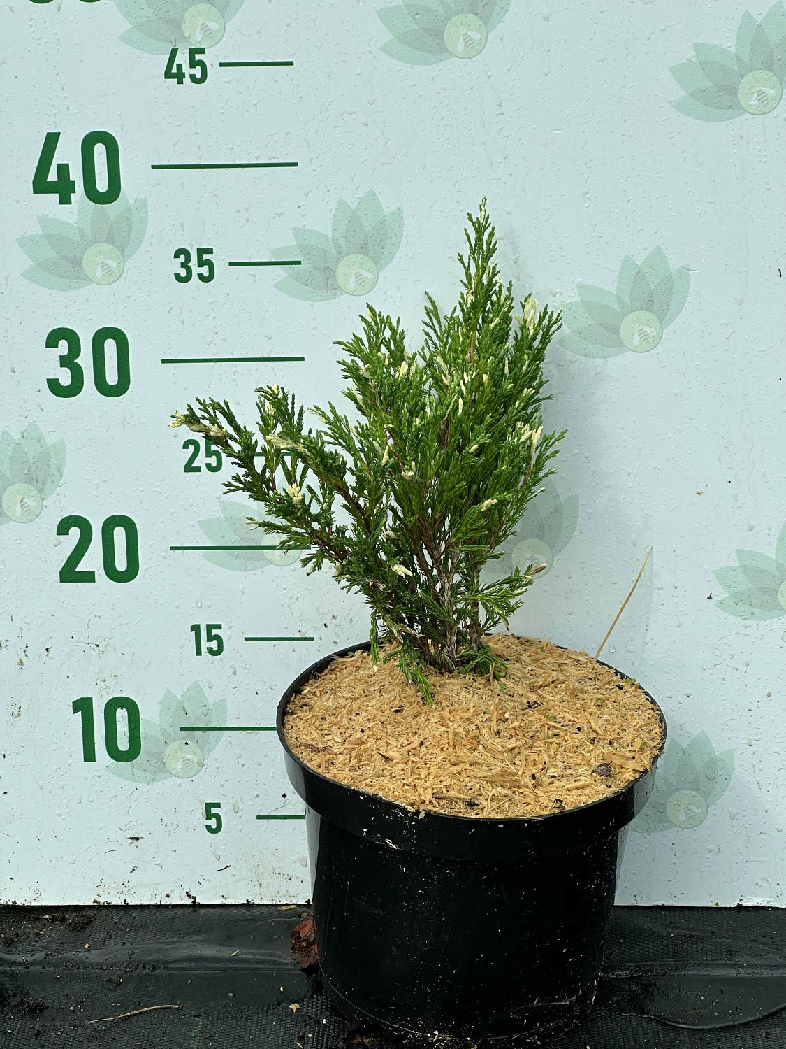 Можжевельник Горизонтальный Андорра фото