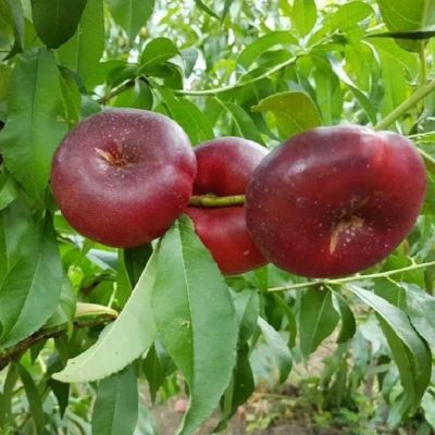 Нектарин Данат Нектарин Данат - Dolina-Sad.Ru