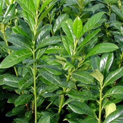 Лавровишня обыкновенная Полстер Лавровишня обыкновенная Полстер - Dolina-Sad.Ru