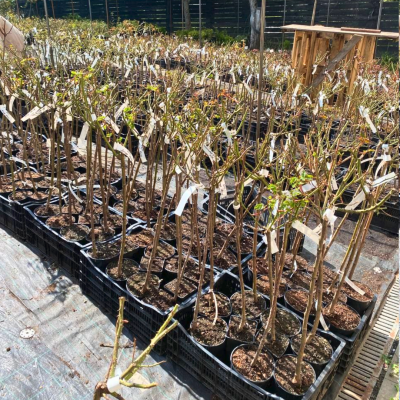 Роза Штамбовая Минерва Роза Штамбовая Минерва - Dolina-Sad.Ru