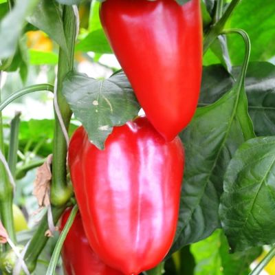 Перец Бутуз Н10 фото