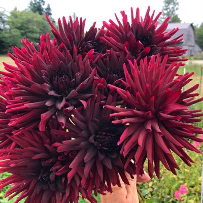 Георгина Блэк Нарциссус Георгина Блэк Нарциссус - Dolina-Sad.Ru