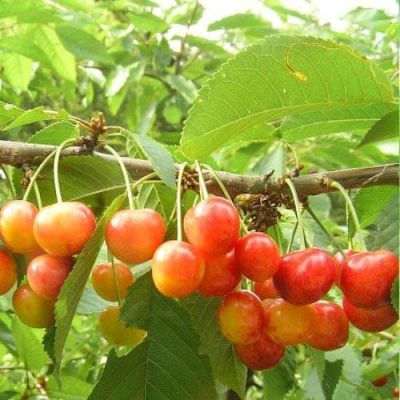 Черешня Красавица Черешня Красавица фото