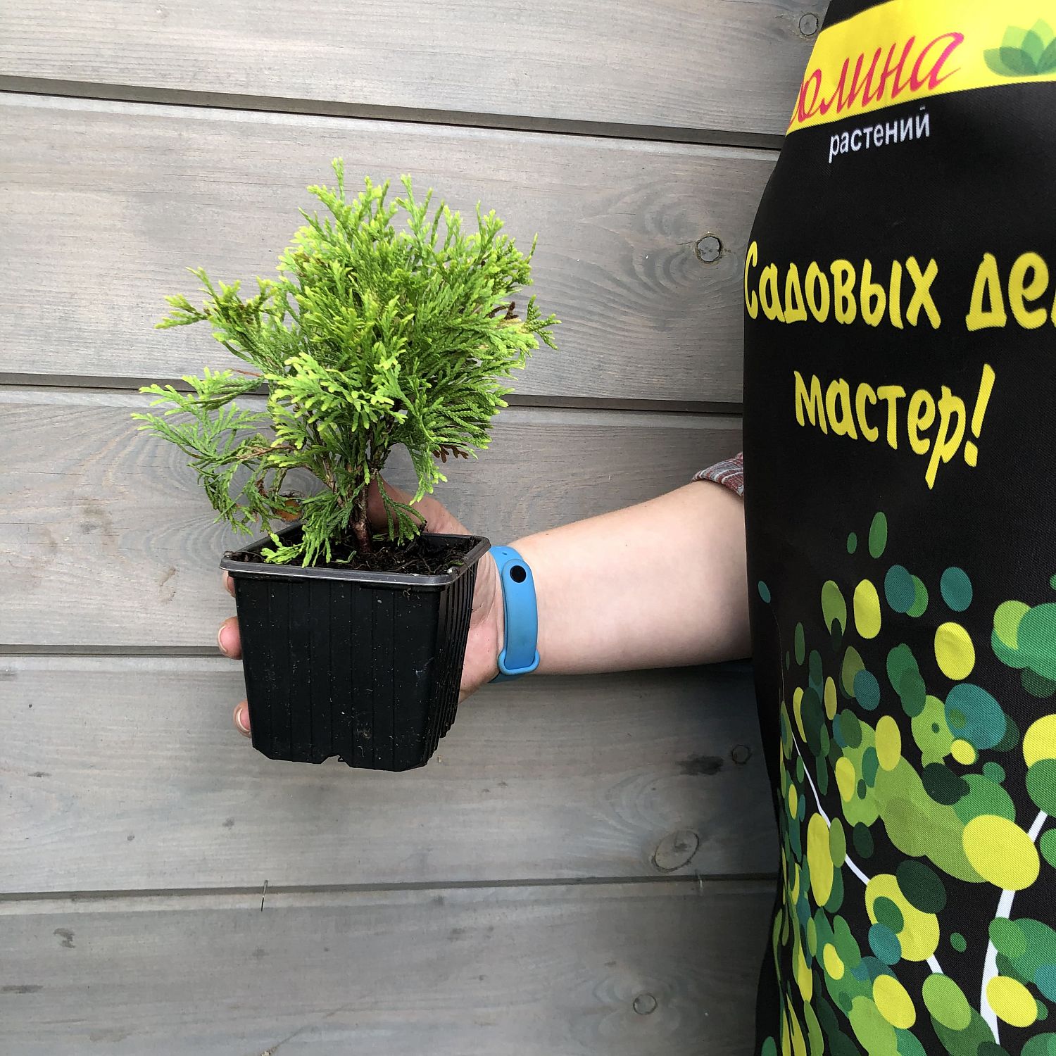 Туя западная Голден Энни Туя западная Голден Энни фото