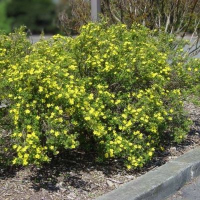 Лапчатка кустарниковая Клондайк, С3 - Dolina-Sad.Ru