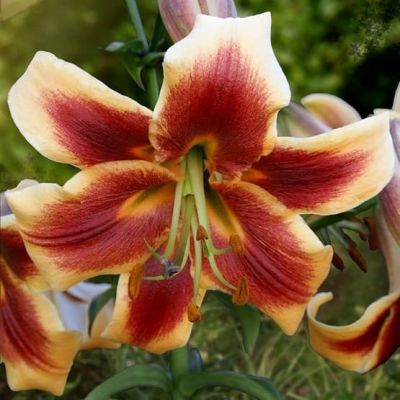 Лилия Мапира фото