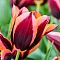 Тюльпан Мувота Тюльпан Мувота фото