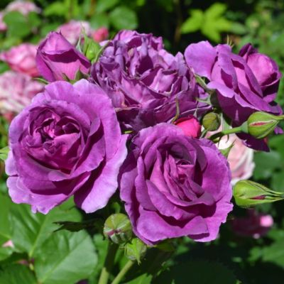 Роза Штамбовая Минерва Роза Штамбовая Минерва - Dolina-Sad.Ru