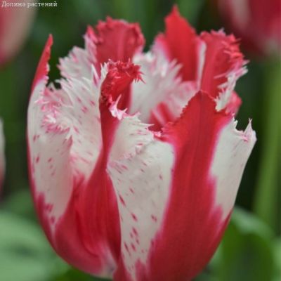 Тюльпан Хэппи Клоун Тюльпан Хэппи Клоун - Dolina-Sad.Ru