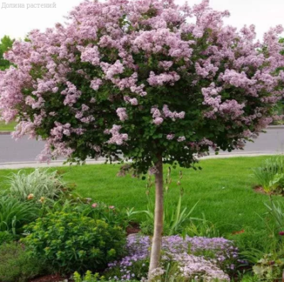 Сирень на штабе Красавица Москвы фото