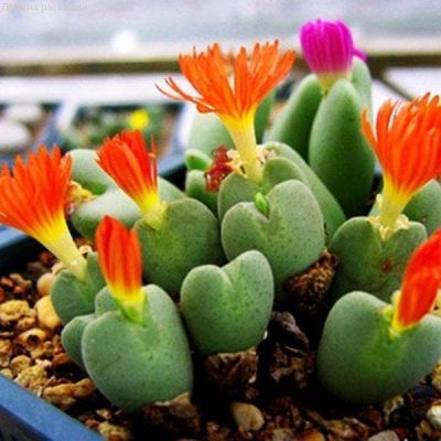 Литопс Живые Камни. Литопс Живые Камни. фото