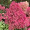 Гортензия метельчатая Мэджикал Андес, С3 Гортензия метельчатая Мэджикал Андес, С3 - Dolina-Sad.Ru