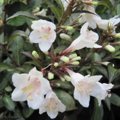 Вейгела Блэк энд Вайт Вейгела Блэк энд Вайт фото