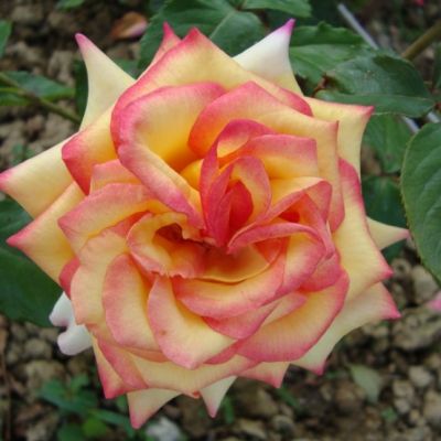 Роза Сальвадор в горшке - Dolina-Sad.Ru