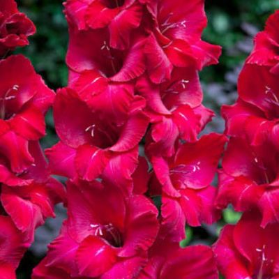 Гладиолус Ферст Блад Гладиолус Ферст Блад - Dolina-Sad.Ru