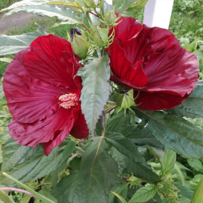 Гибискус Файербол Гибискус Файербол фото