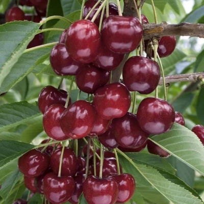 Черешня Бигарро старкинг Черешня Бигарро старкинг фото