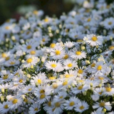 Астра кустарниковая Аполло - Dolina-Sad.Ru