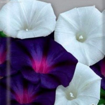 Ипомея Танец теней фото