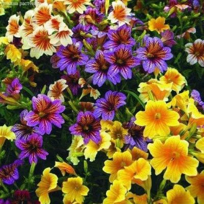 Сальпиглоссис Али Баба Сальпиглоссис Али Баба фото