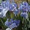 Ирис карликовый Блу Деним Ирис карликовый Блу Деним - Dolina-Sad.Ru