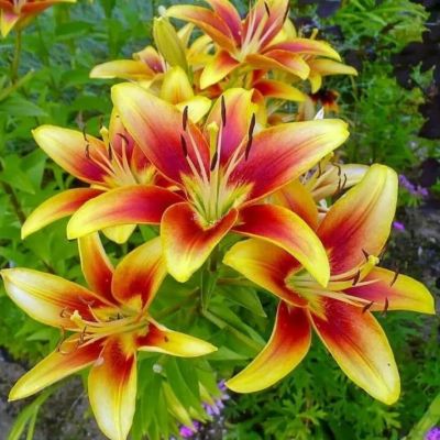 Лилия Авалон сансет фото