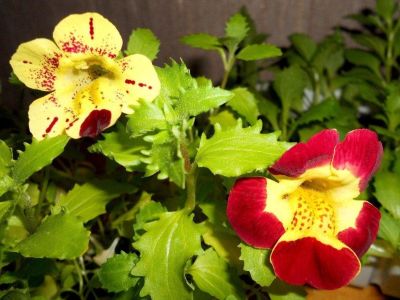 Мимулюс Лутеус Тигринус Микс Мимулюс Лутеус Тигринус Микс фото