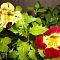 Мимулюс Лутеус Тигринус Микс Мимулюс Лутеус Тигринус Микс фото