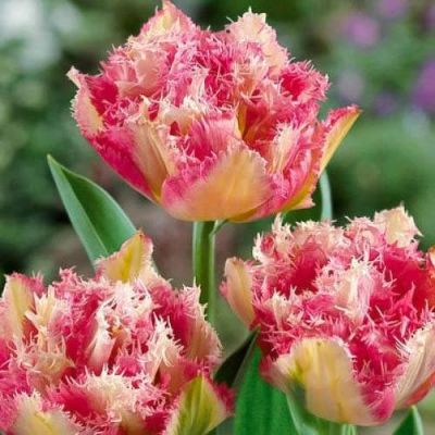 Тюльпан Кул Кристал Тюльпан Кул Кристал фото