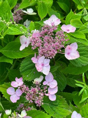 Гортензия пильчатая Мэджик Пиллоу - Dolina-Sad.Ru