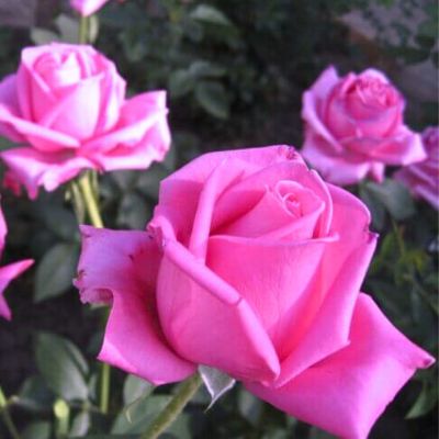 Роза Фосфор - Dolina-Sad.Ru