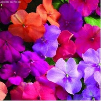 Бальзамин Тропическая Уоллера, смесь гибридов Бальзамин Тропическая Уоллера, смесь гибридов фото