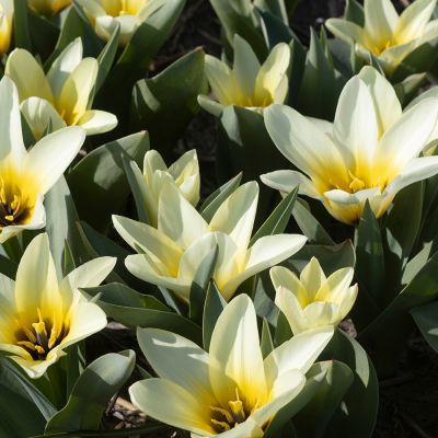 Тюльпан Концерто Тюльпан Концерто - Dolina-Sad.Ru