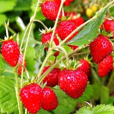 Земляника Али Баба Земляника Али Баба фото