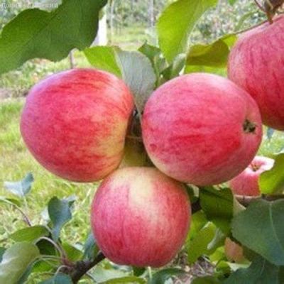 Яблоня Мечта /Летняя Яблоня Мечта /Летняя фото