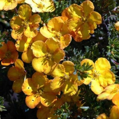 Лапчатка Аннет, С3 Лапчатка Аннет, С3 - Dolina-Sad.Ru