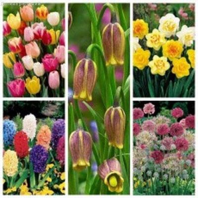 Клумба № 3 (тюльпаны, нарциссы, гиацинты, аллиумы, рябчики) Клумба № 3 (тюльпаны, нарциссы, гиацинты, аллиумы, рябчики) фото