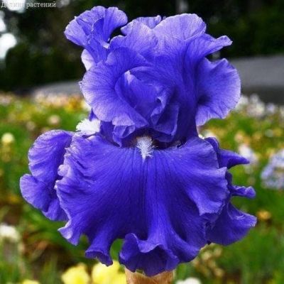 Ирис Сиа Дабл Ирис Сиа Дабл фото