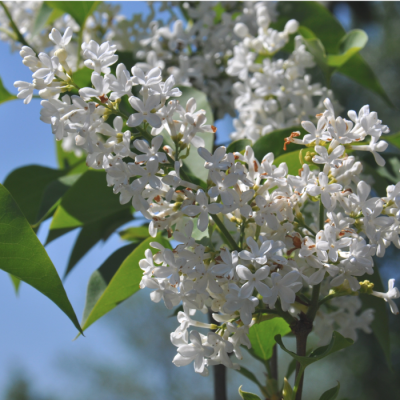 Сирень жозифлекса Анна Амхоф Сирень жозифлекса Анна Амхоф - Dolina-Sad.Ru