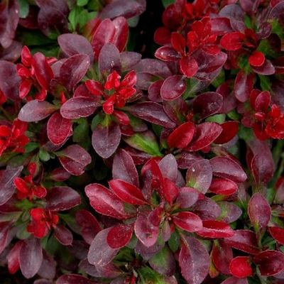 Барбарис тунберга Багатель Барбарис тунберга Багатель фото