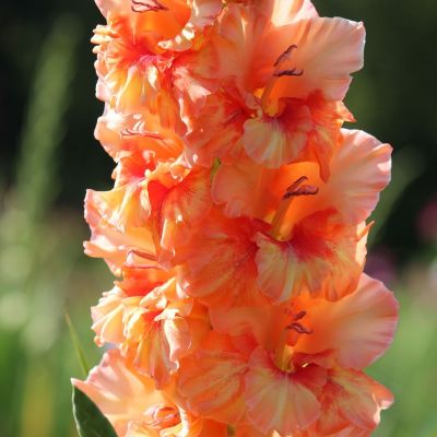 Гладиолус Мерри - Dolina-Sad.Ru